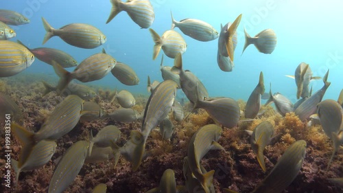 Gold banded fish -salema- Mediterranean Sea miarine life