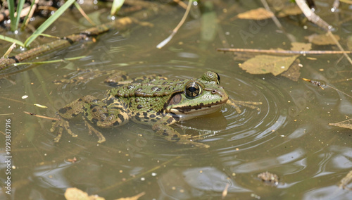 A green frog with brown spots swimming in a pond.