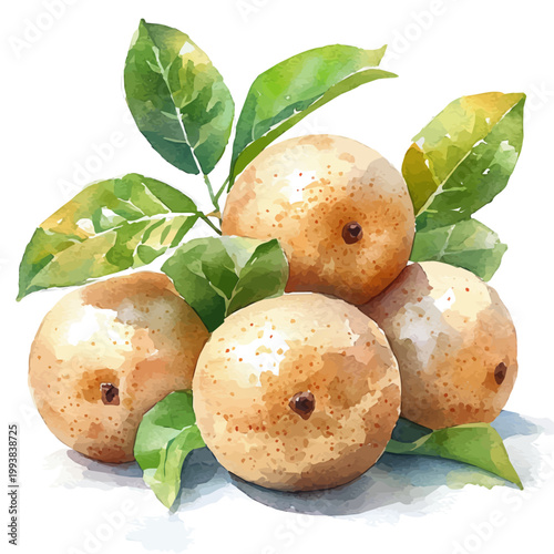 Photos Longan, soft and charming watercolor, isolated on a white background, delicate and elegant style