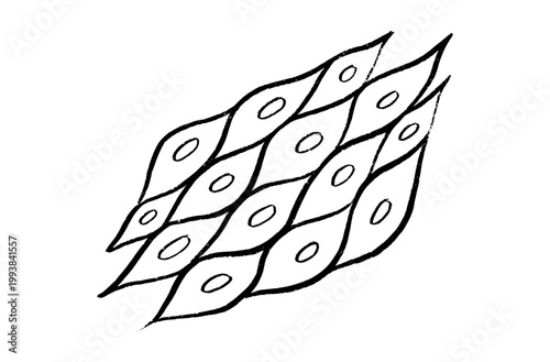 Cells structure sketch