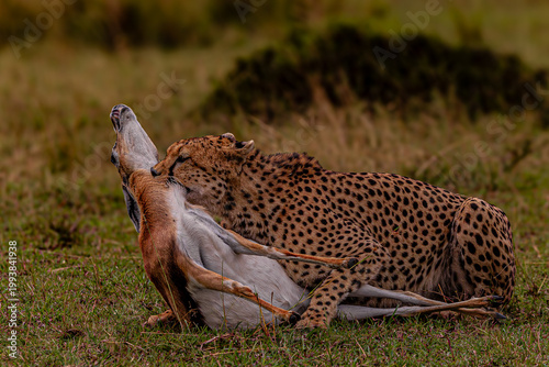 Fényképezés Cheetah hunting and killing a Thomson’s gazelle in Masai Mara, Kenya