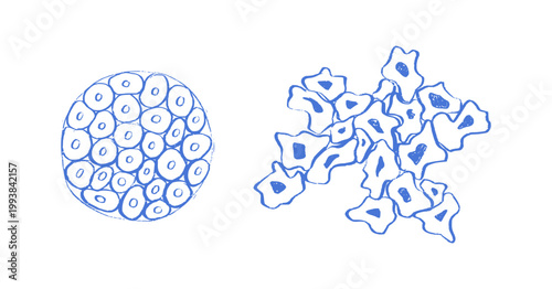 Cells structure sketch