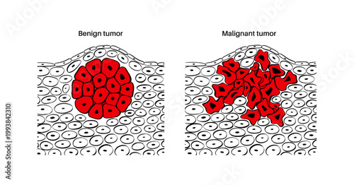 Cells structure sketch