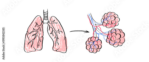 Cells structure sketch