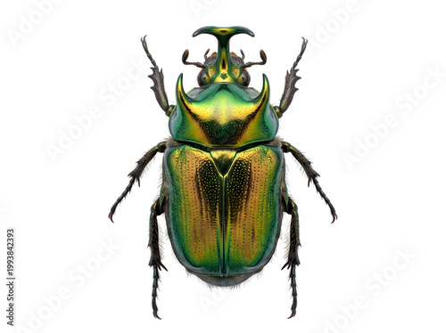 Iridescent rhinoceros beetle with horns isolated on transparent background.