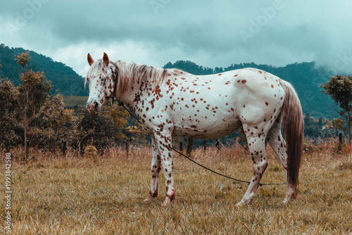 Majestuoso caballo de cuerpo completo galopando en un prado verde, fuerza y libertad