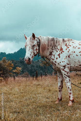 Caballo solitario en la montaña