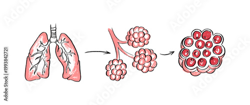 Cells structure sketch