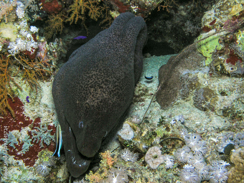 Foto Giant Moray Eel Resting in Coral Reef with Cleaner Fish in the Red Sea