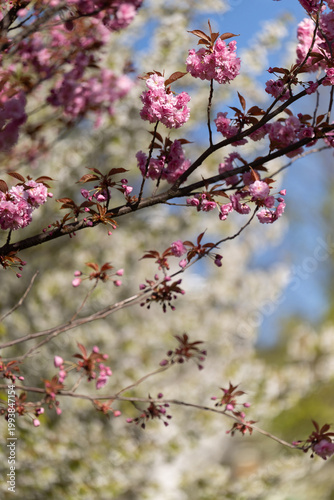Blooming trees in spring on a sunny day, with fresh blossoms, bright natural light, and a cheerful seasonal atmosphere