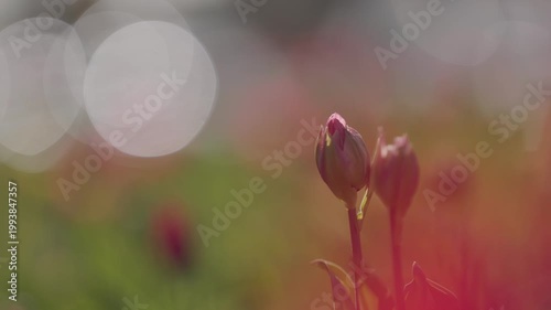 Spring wildflowers blooming on a meadow, creating a colorful natural scene with fresh grass, soft light, and a peaceful countryside atmosphere
