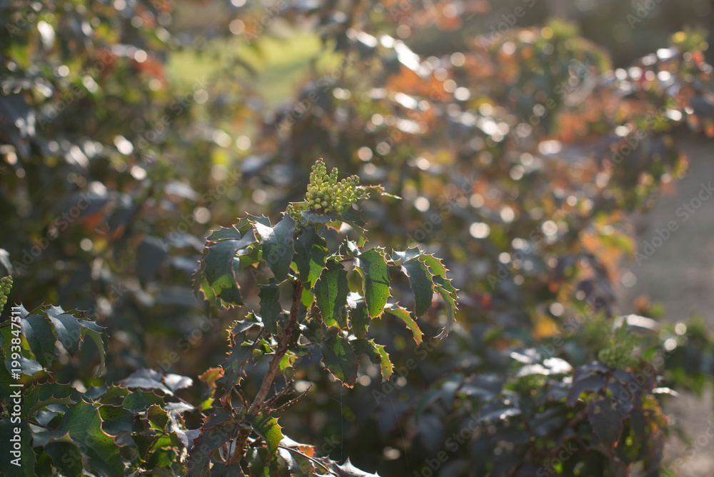 Fototapeta premium Close-up of magonia green and brown leaves on a bush in natural sunlight. The scene captures the beauty of nature and plant life in a serene environment.
