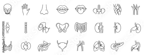 Medical organs line icon set. Vector of anatomy, body parts, kidney, bladder, pancreas, intestine, thyroid, pelvis, skeleton, joint, hand, nose, mouth, tongue, thin linear illustration.