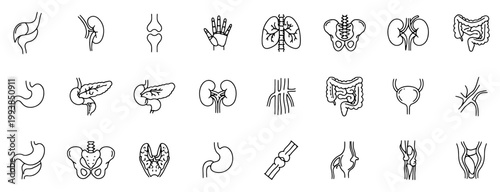 Medical organs line icon set. Vector of anatomy, body parts, kidney, bladder, pancreas, intestine, thyroid, pelvis, skeleton, joint, hand, nose, mouth, tongue, thin linear illustration.