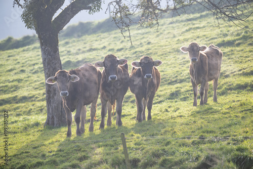 Jungkühe auf Streuobstwiese, allgäuer Braunvieh