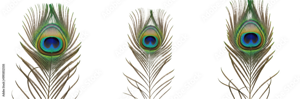 Fototapeta premium Set of Large Exotic Peacock Feather Isolated on White Background, PNG