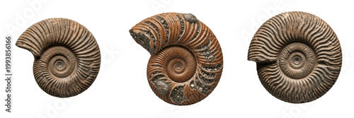 Картината върху платно Set of Ancient Stone Ammonite Shell Fossil PNG