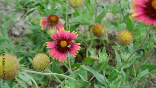 Blanket flowers closeup showing native wildflowers in Texas nature during spring season.