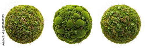 Set of Fresh Round Green Moss Ball with Isolated on White Background, PNG