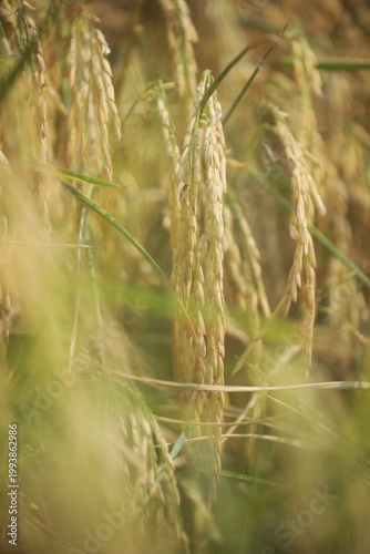 Golden rice field swaying in sunlight during harvest season in rural Thailand. Natural agriculture landscape with organic texture, calm mood, food production concept.
