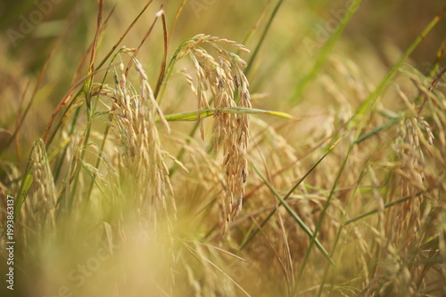 Golden rice field swaying in sunlight during harvest season in rural Thailand. Natural agriculture landscape with organic texture, calm mood, food production concept.