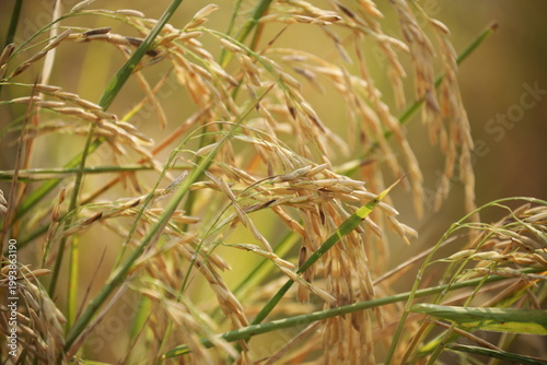 Golden rice field swaying in sunlight during harvest season in rural Thailand. Natural agriculture landscape with organic texture, calm mood, food production concept.