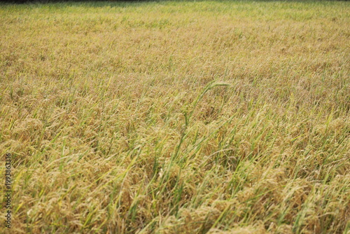 Close-up of ripe golden rice panicles bending under weight in warm sunlight, sharp grains focus with soft bokeh background. Harvest season in Thailand, natural agriculture texture and food crop detail