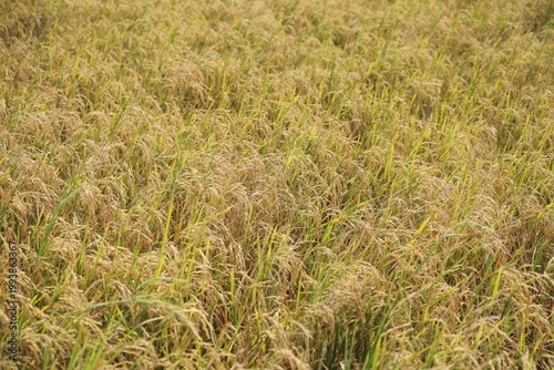 Close-up of ripe golden rice panicles bending under weight in warm sunlight, sharp grains focus with soft bokeh background. Harvest season in Thailand, natural agriculture texture and food crop detail