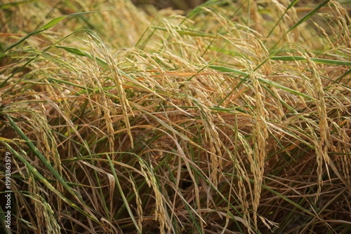 Golden rice field swaying in sunlight during harvest season in rural Thailand. Natural agriculture landscape with organic texture, calm mood, food production concept.