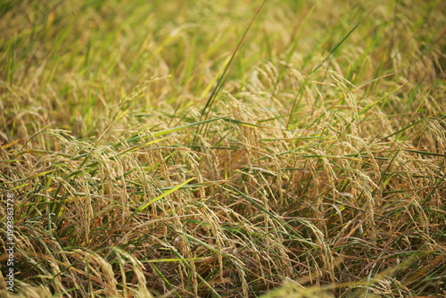Golden rice field swaying in sunlight during harvest season in rural Thailand. Natural agriculture landscape with organic texture, calm mood, food production concept.