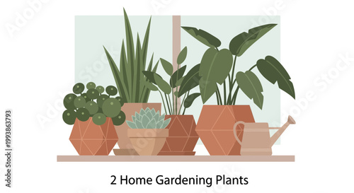 Collection of indoor plants in decorative pots with a watering can.