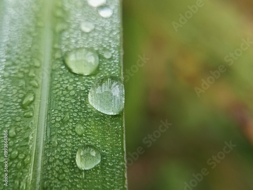 water drops on green grass