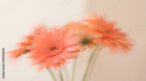 Ethereal gerberas with motion blur effect