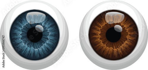 Realistic Human Eyeball Pair Blue and Brown Iris Detailed Vector Illustration Isolated on White Background