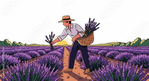 Farmer harvesting lavender in purple flower field at sunrise