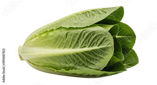 Minimal black silhouette icon, simple flat vector, bold black shape, no, no shading fresh romaine lettuce head on a, flat icon style