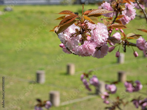 万葉の丘に咲く、ふんわり幸せの八重桜