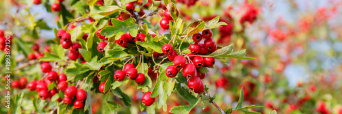 Clusters of bright red berries grow on green leaves in a sunny outdoor setting during the late summer season