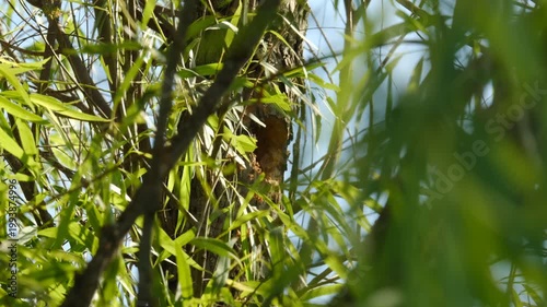 Baby woodpecker bird in hole of willow tree during spring season in Texas nature.