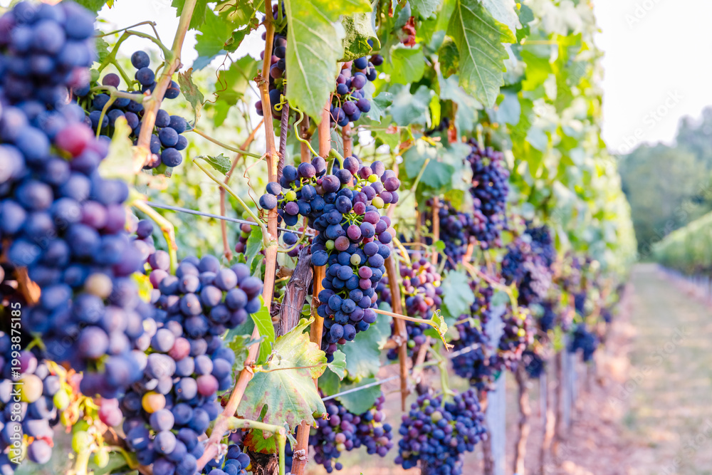 Fototapeta premium Ripe grapes hang from vines in a vineyard during the late afternoon sun in a rural area