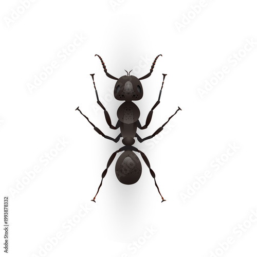 Realistic Black Ant Insect Macro Vector Illustration Isolated on White