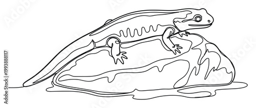 Simplistic single line contour drawing of a salamander perched on a rock for modern animal graphics