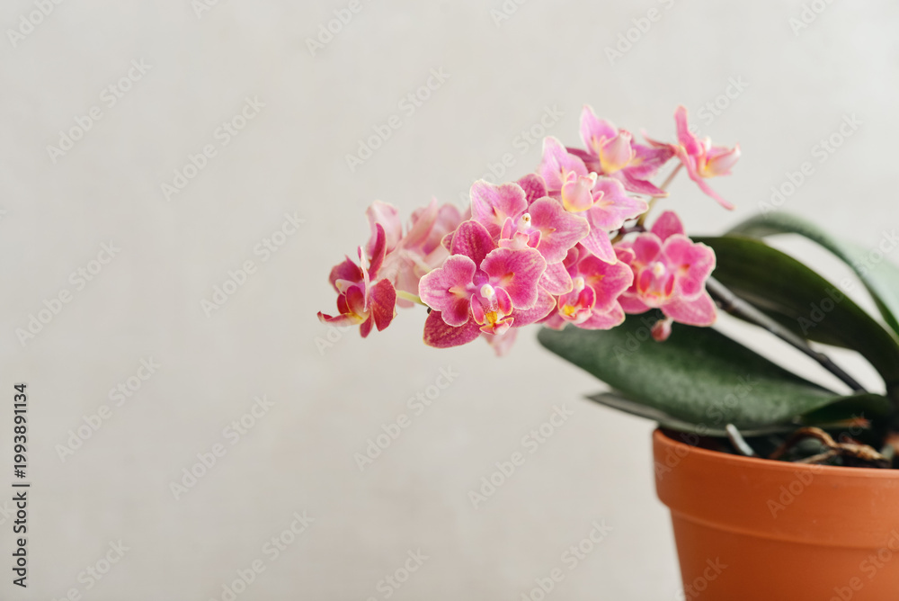 Fototapeta premium Beautiful pink orchid flowers in flower pot