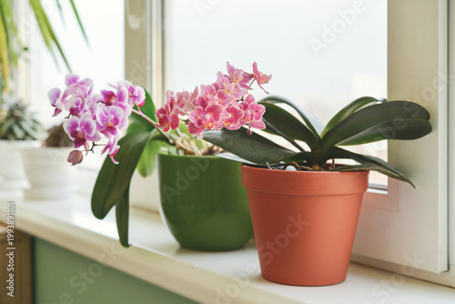 Billede på lærred Beautiful pink orchid flowers in flower pot