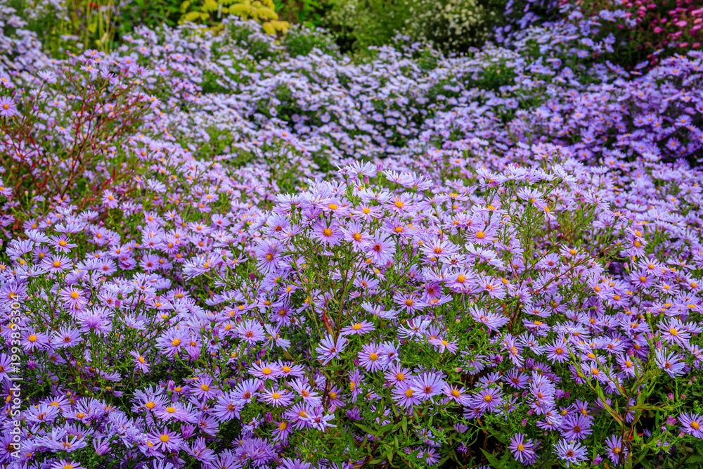 Naklejka premium Purple flowers cover a garden at midday, showcasing nature's beauty and simplicity in vibrant colors