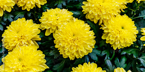 Canvastavla Bright yellow flowers bloom in a garden during springtime, showcasing nature's b
