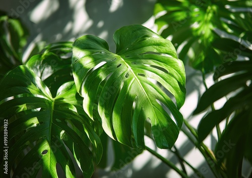Close-up of vibrant Monstera deliciosa leaves, illuminated by sunlight