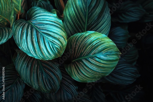 Close-up of vibrant, textured Calathea orbifolia leaves, creating a stunning pattern
