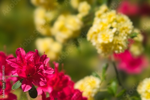 Tokyo, Japan - April 20, 2026: Closeup of Azalea flowers and yellow 
banksia rose