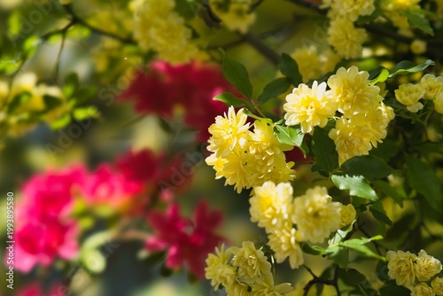 Tokyo, Japan - April 20, 2026: Closeup of Azalea flowers and yellow 
banksia rose